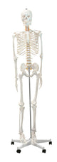 Skeleton Models