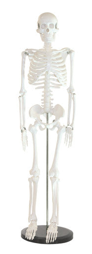 Skeleton Models
