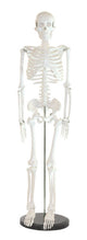 Skeleton Models