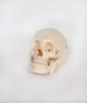 Skeleton Models