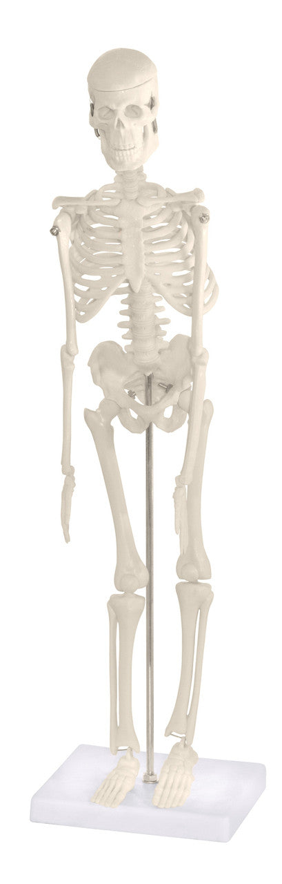 Skeleton Models