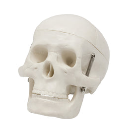 Skeleton Models